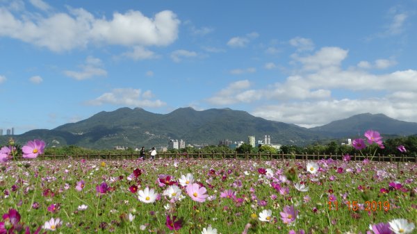 [ 縮時影片分享]大屯主&小觀音主/西&關渡花田V.情深意動