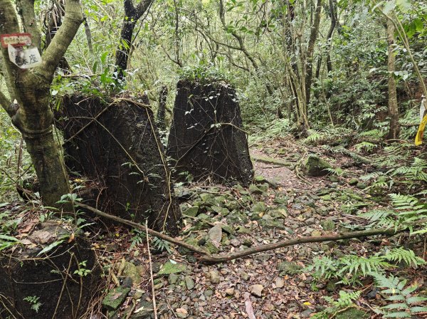 [淡蘭古道] 2026_0502 北路第二段_楊廷理古道3047721