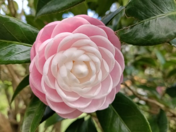 汐止區大尖山櫻花+秀峰瀑布O型3009406