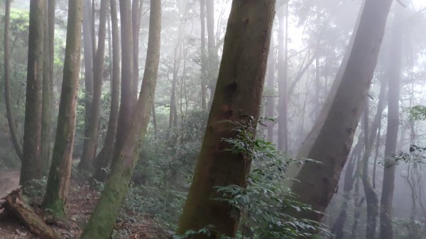 大雪山生態社區-橫嶺山木馬古道(亦稱橫嶺山自然步道) / 6.6K-6.0K步道出口-3.5K1762746