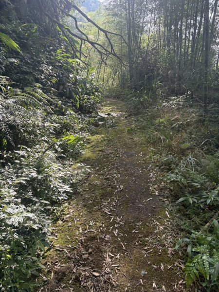 20251122大湖尖山步道(啟登直上第三涼亭)2944515