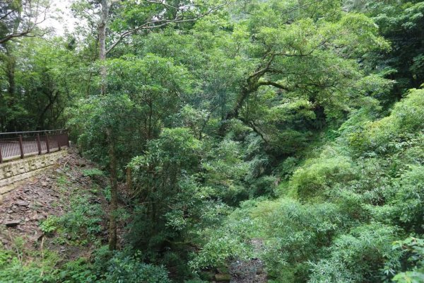 〔桃園復興〕拉拉山巨木，史詩級魔幻森林，75公頃紅檜 扁柏森林浴2236954