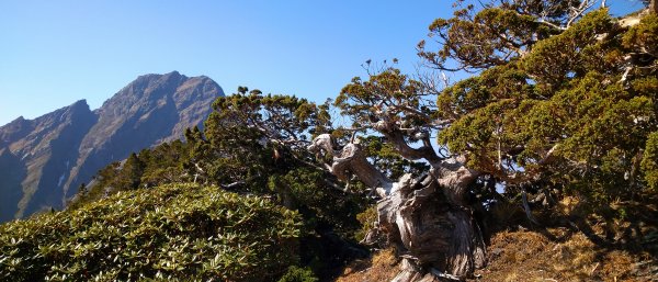 暖洋洋的玉山北峰日光浴