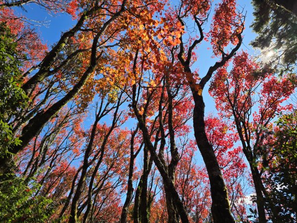 鳶嘴稍來山之楓紅／雲海2974110