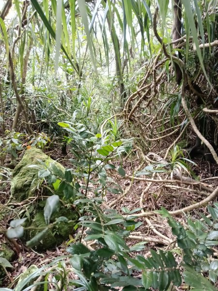 蛇子形古道+柴寮古道2754235