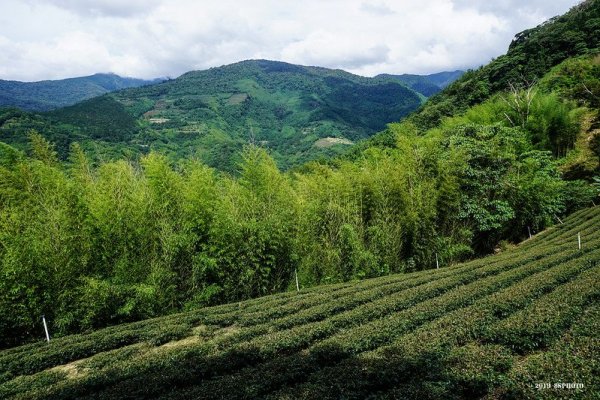 【嘉義】達邦走東草山