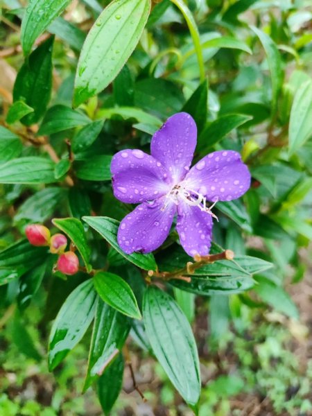 天上山雨中漫步2643230