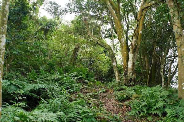 新竹 關西 福大山、彩和山、高甫山2988282