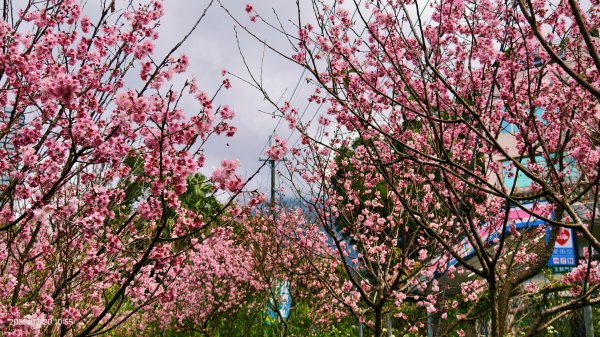 2/20 #天元宮 #墨染櫻(香水櫻)  #楓樹湖 #木蘭花(辛夷)2716234