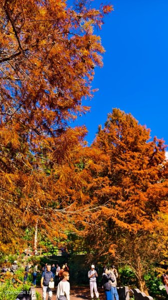 #花卉試驗中心 #永公路500巷 #平菁街42巷 #原住民公園 #士林官邸 1/42976534