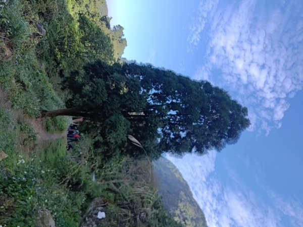 植物照片雞籠山九龍山大凍山2395721