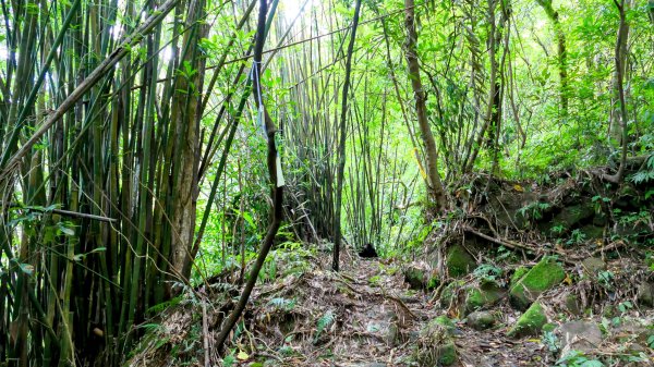 雙溪下坑古道2859485