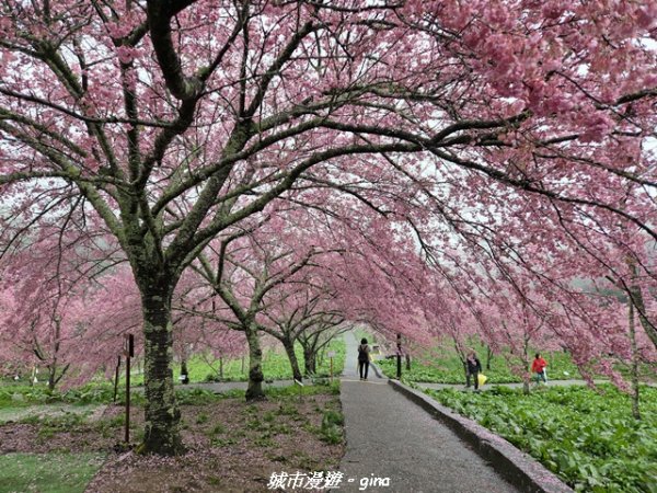 【台中和平】2026福壽山農場千櫻園賞櫻季3010685