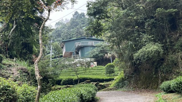 米堤香蕉園-鳳凰山-鳳凰南峰（台寅山） -金柑樹山-金柑樹山西北峰-領頭山東峰-忘憂森林2551824