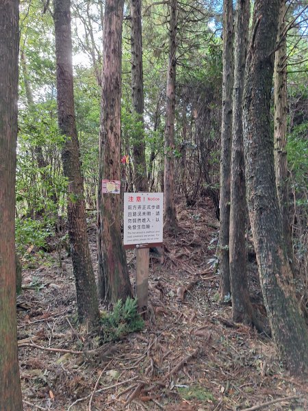 觀霧之榛山O型202411232653900