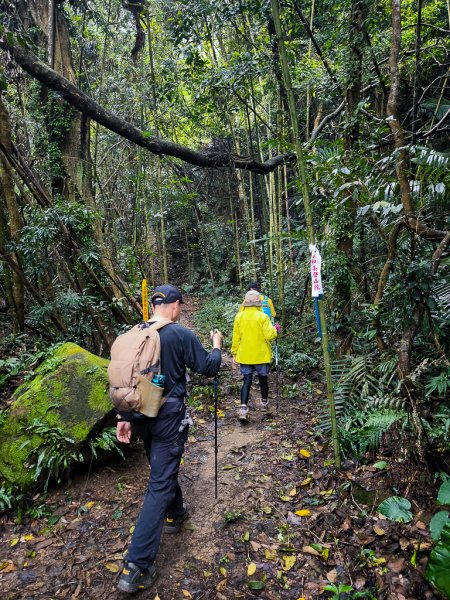 2025-03-08 汶水三山：金童山、汶水山、玉女山 連走2736548