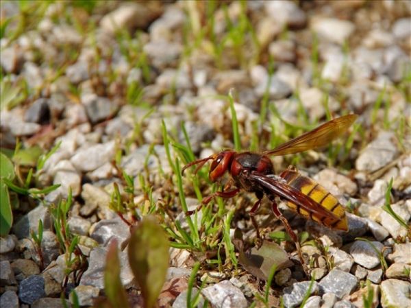 【新聞】東部園區瓦拉米步道7至10月，野蜂出沒頻繁請注意