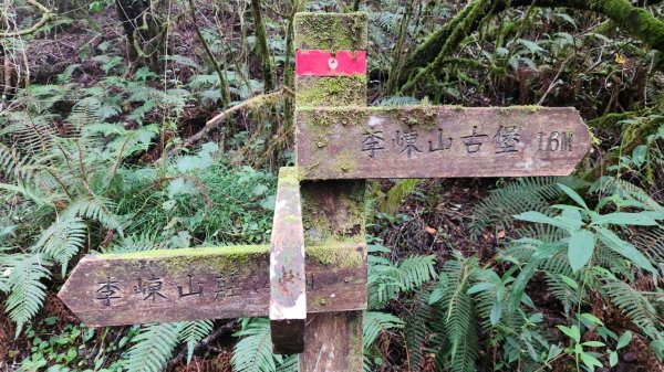 【中級山】隱藏在尖石的神秘古堡，昔日兵家必爭之地，新竹李棟山2744551