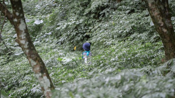 台北秘境之旅（三板橋-大屯溪古道-小觀音山西北峰）1789613