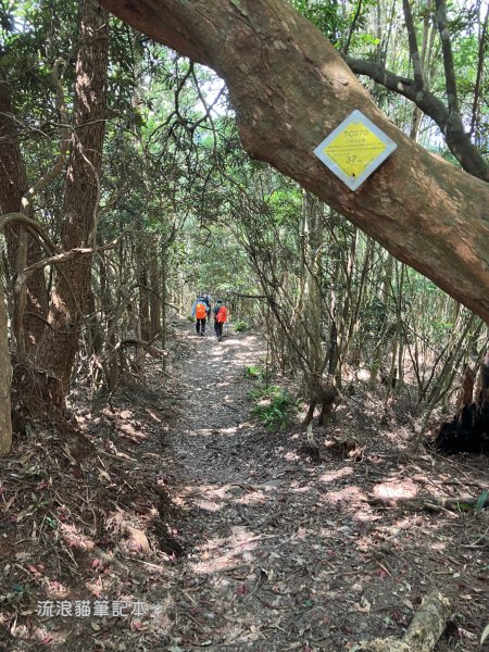 【谷關七雄】八仙山主峰步道2894891