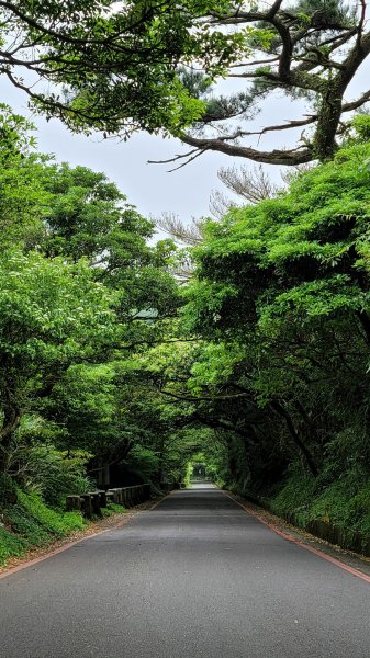 百拉卡公路人車分道菜公坑山賞花趣2120331