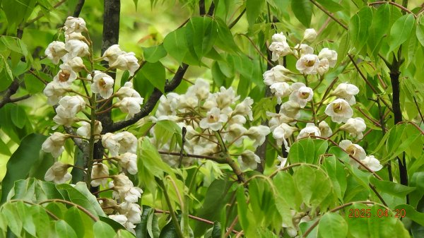 五色鳥和鐘萼木&夕陽晚霞 4/202766530