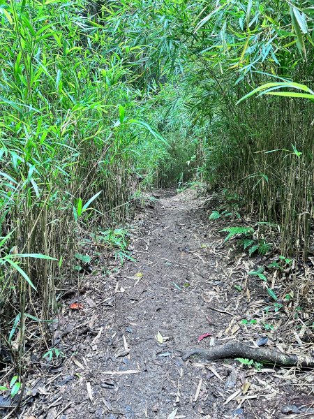 絕美柳杉林民都有山涼爽舒適2604516