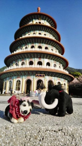 淡水天元宮賞櫻-三芝千手觀音如來2718450