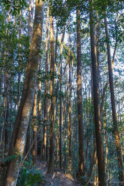 谷關七雄_八仙山2679615