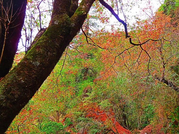 阿里山尋石山，五彩繽紛的石山引水道792509