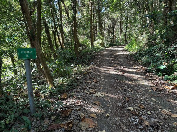 坪林林道走到線浸林道登馬路麻山和線浸山2384791