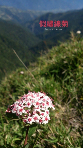 高山足下的花花世界11741