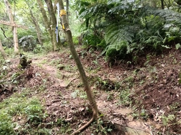 內湖區大丘田保甲路+開眼山+白石湖山+白石湖山東峰+大邱田山+消防山O型2858919
