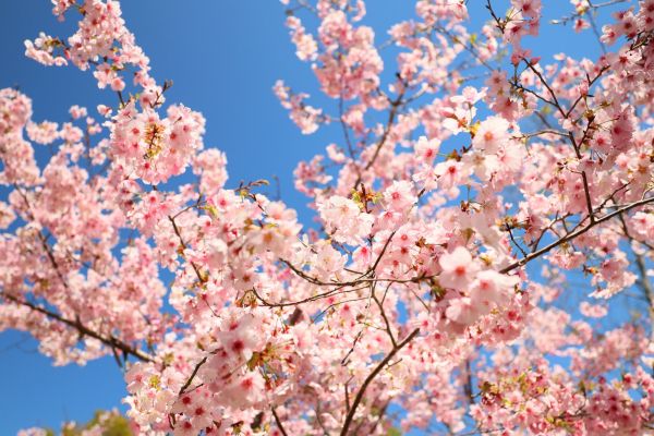 拉拉山的櫻花286510