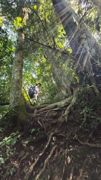 外鳥嘴蓮包山O縱2893171