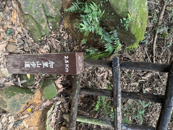 20220917_加里山（苗栗小百岳）2762197