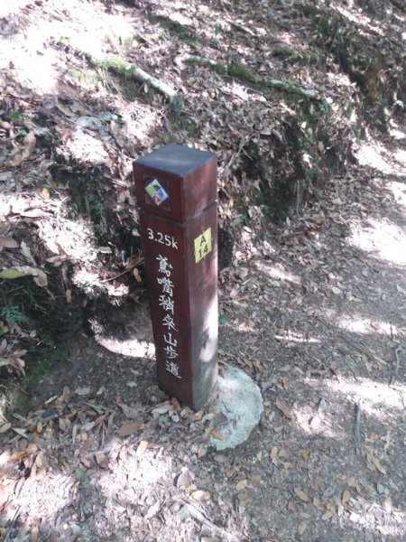 108.12.14台中稍來山（紅榨槭，夕776897