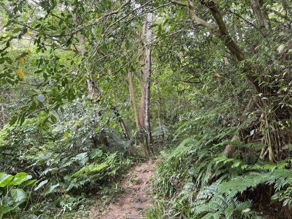 [微笑山線_第三段] 2025_0720 鳶山山系_鳶尾山2843644