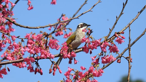 追花是簡單的快樂，賞花是恬淡的幸褔 2/112710548