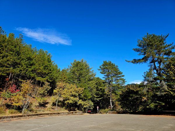 大雪山神木步道2962633