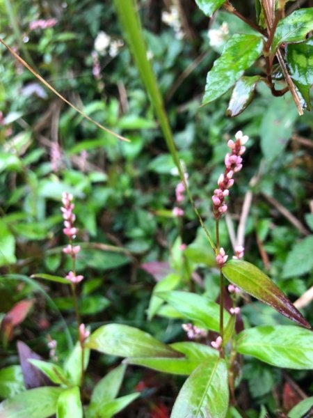七星山東峰主峰453123