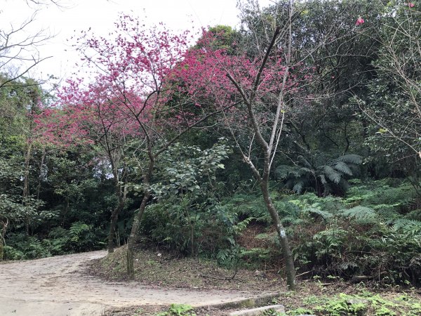 台灣小百岳No.011姜子寮山908413