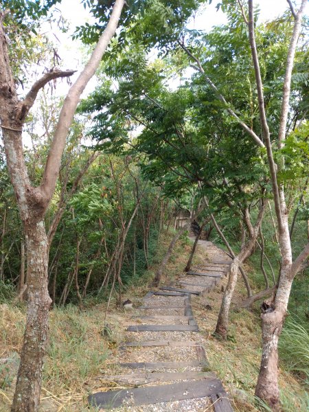 步道巡訪員 l 鯉魚山步道七月巡訪日誌1050326