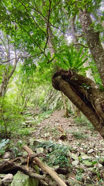 屋我尾山（麗陽）夏日汛期溪水限定版1765128