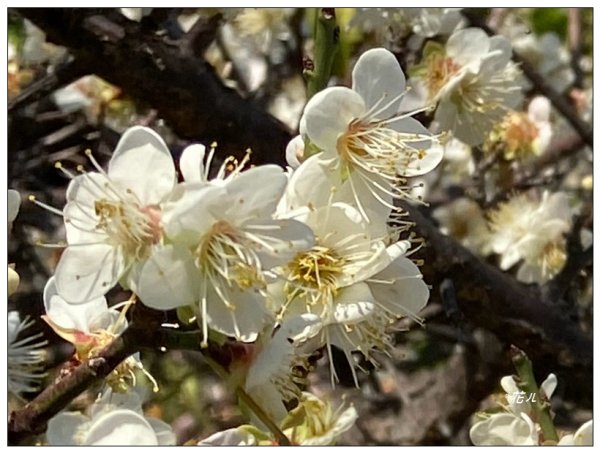 鳳凰谷步道(鹿谷鄉)2690462