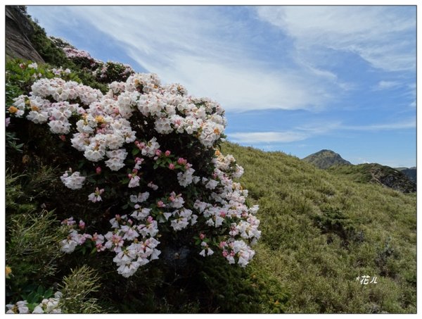 哈哈山~石門北峰/杜鵑花開1372527