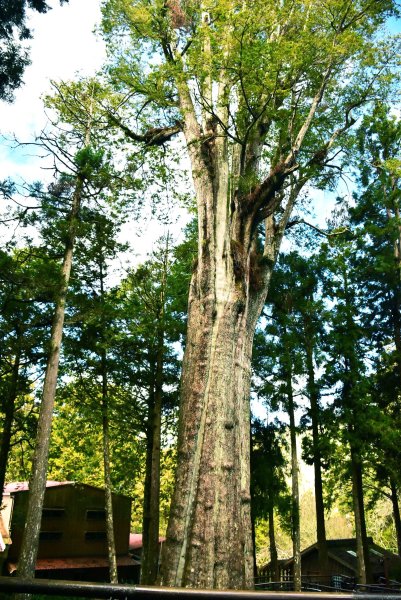 20260207阿里山健行追公車3010600