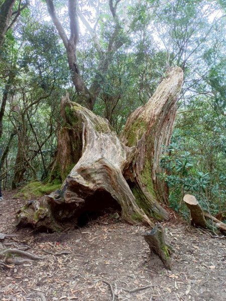 魔幻森林-塔曼山-20250810