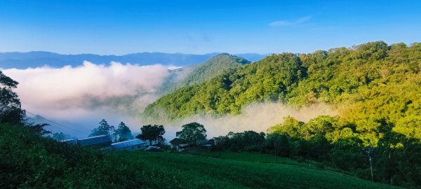 雲山水花鳥蝶-天龍國阿伯的日常 #艷紅鹿子百合 #大鳳蝶 #玉帶鳳蝶2863913