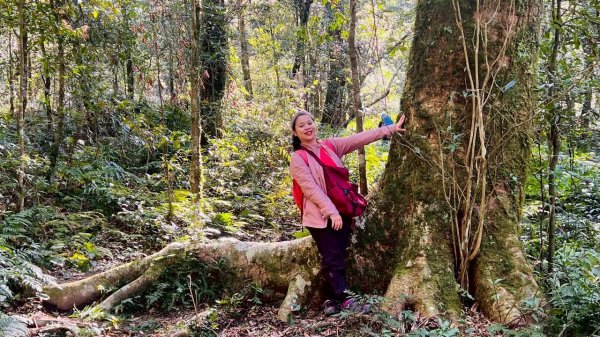 🌈3/14（六）赫威神木群+赫威山✨FB：熊熊趴爬走🌈3015376